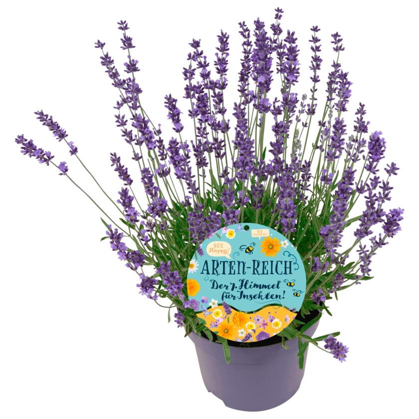 Lavendel angustifolia mit REWE Bienenetikett 1 Stück
